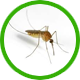 Mosquito